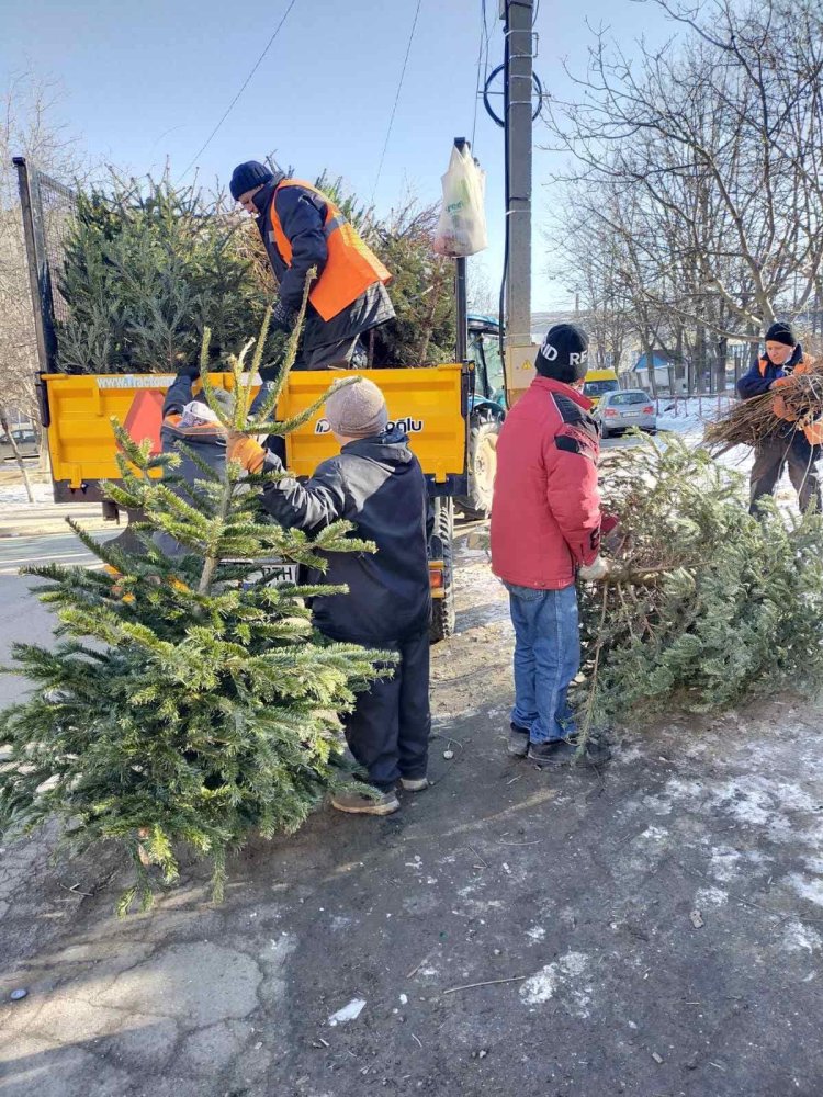 Brazii și molizii naturali utilizați de sărbători vor fi reciclați